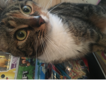 Kittsandcats