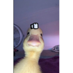 _DUCKS4EVER_