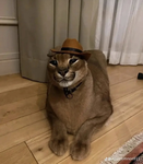 Caracal Enjoyers