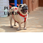 Pug Union