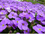 VioletFlower