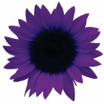 Team purplesunflower