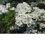 Hawthorn
