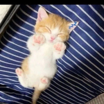 ¡ <3 cats!!