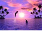 PrettyDolphin<3