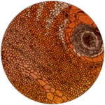 PRISMATIC Riptide Camptosaurus Unlocked! Roblox badge thumbnail