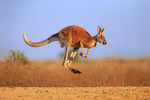 Kangaroo joeys