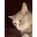 Je cherche des amis, venez s’il vous plaît