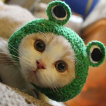 Froggy =)