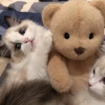 Group Thumbnail