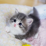 ! ! ! ! ! Princess kittys ! ! ! ! !