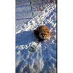Foxes foxes foxes foxes