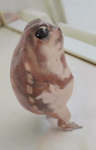 Simius Joint Projects