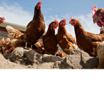 chickenCLAN