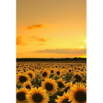 Sunflower######