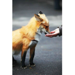 FOX roblox