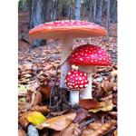~Mushroom Meadow~