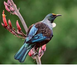 Bird Hangout