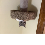 The cats and dogs Fan group