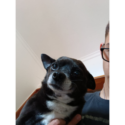 un juego de mi perro