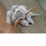 Worshippers of the Moth