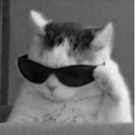 .*~Savage kittens~*.