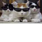 Savagekittens Squad