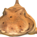 fishygobrrrrrr