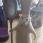 Rats and Rants