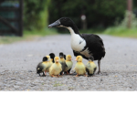 TuckTuckTheDuck's Group