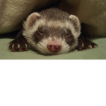 The Ferret Familly