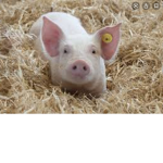 Piggy Members Forever