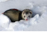 Friendly Ferret Group