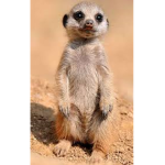 Meerkat Sqaud