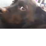 Marley the dog