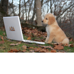 The Dog Who Plays Roblox