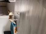 Famousdoggroup