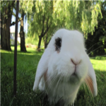 te unstopable bunnies