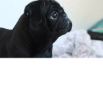 Pugs at Heaven's Door Step