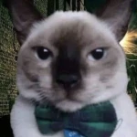 La Gato Loco Home. Group Thumbnail