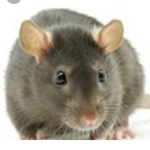 Rat squado
