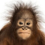 Orang outan Group Thumbnail