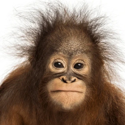 Orang outan Roblox group icon