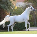 Team caballos
