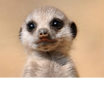Meerkats United