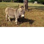 The Donkey Tribe