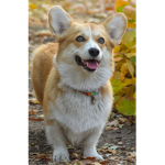 Super Corgi squad!