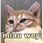 Mi Mundo Gaticornio