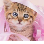 Cat people's group
