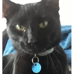 Cat Gang MLG